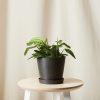 Buy Homeforest Potted Neon Prayer Plant