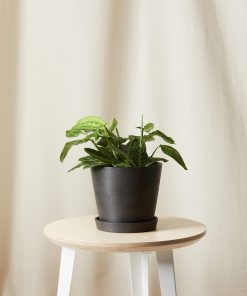 Buy Homeforest Potted Neon Prayer Plant