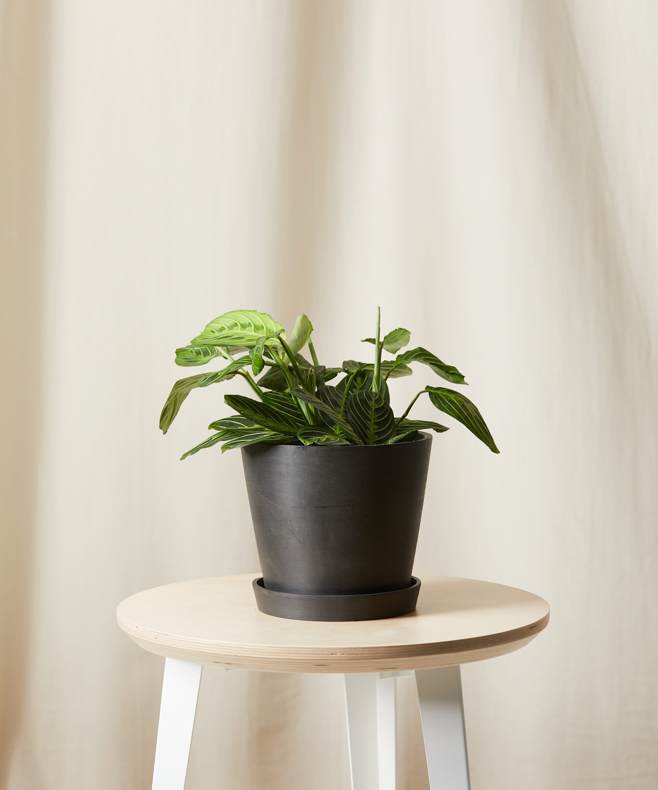 Buy Homeforest Potted Neon Prayer Plant Buy Homeforest Potted Neon Prayer Plant