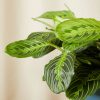 Buy Homeforest Potted Neon Prayer Plant