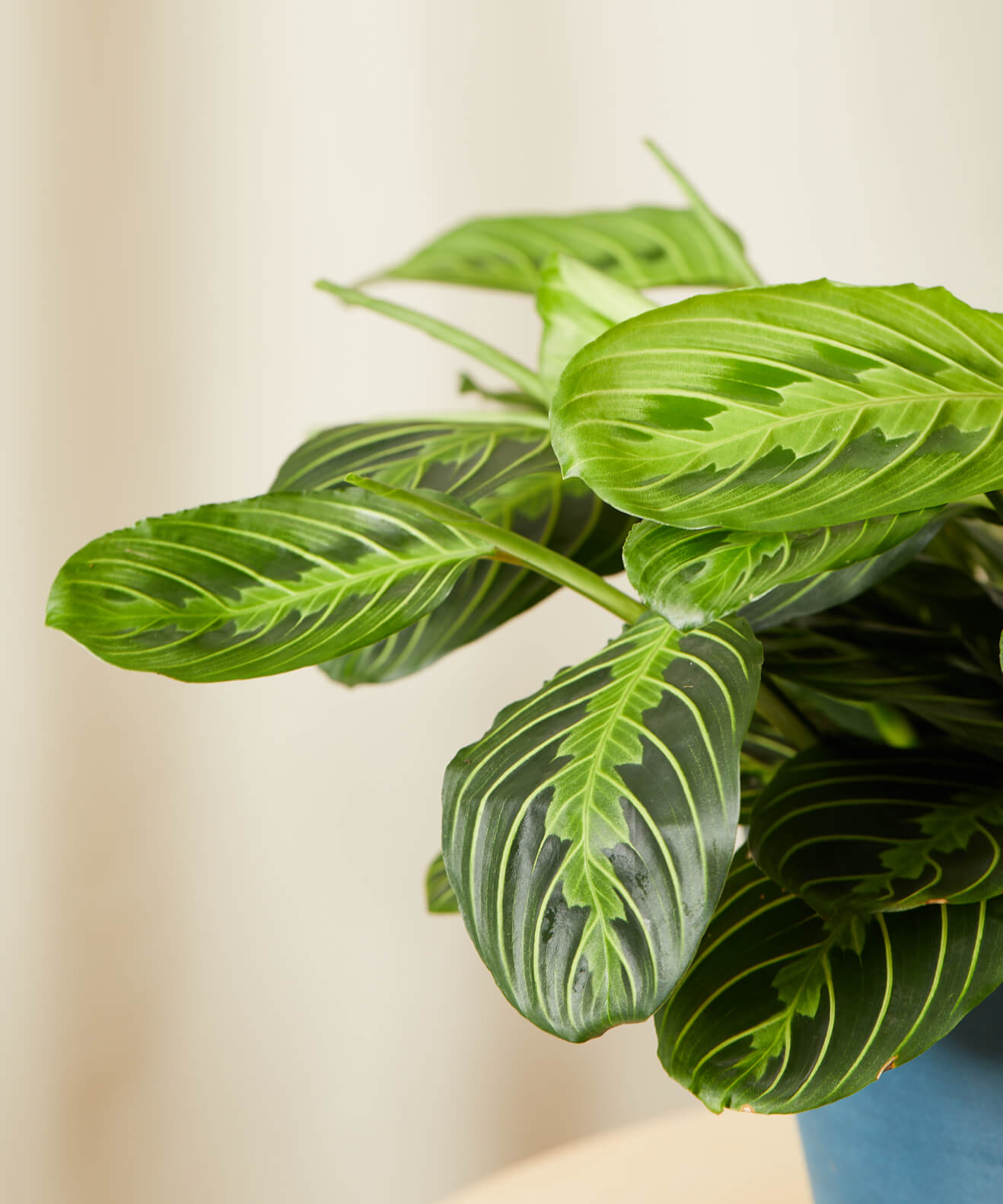 Buy Homeforest Potted Neon Prayer Plant Buy Homeforest Potted Neon Prayer Plant