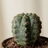 Buy Homeforest Painted Desert Collection