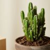Buy Homeforest Potted Painted Desert Collection