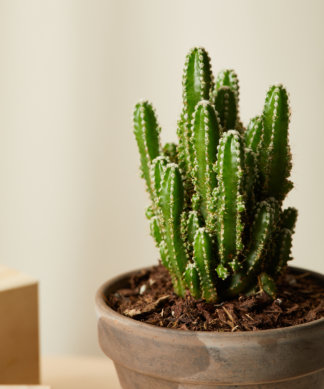 Buy Homeforest Potted Painted Desert Collection