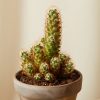 Buy Homeforest Potted Painted Desert Collection
