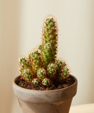 Buy Homeforest Potted Painted Desert Collection