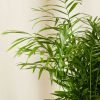 Buy Homeforest Parlor Palm