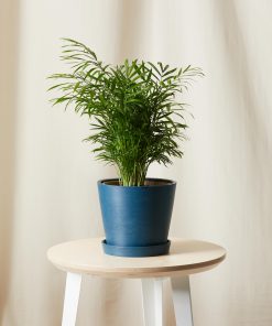 Parlor Palm