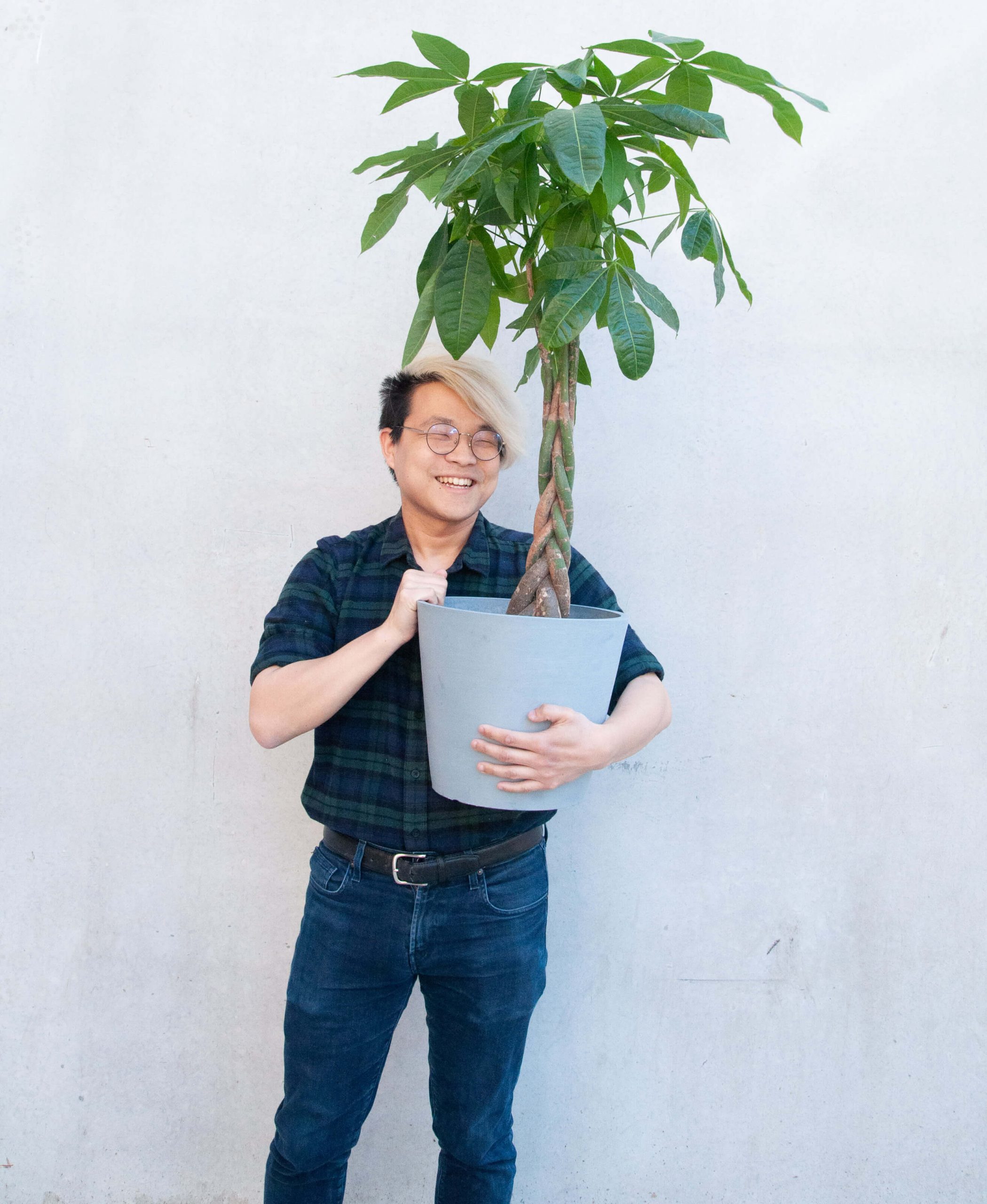Buy Potted Bloomscape Money Tree