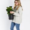 Buy Homeforest Potted Ficus Little Fiddle