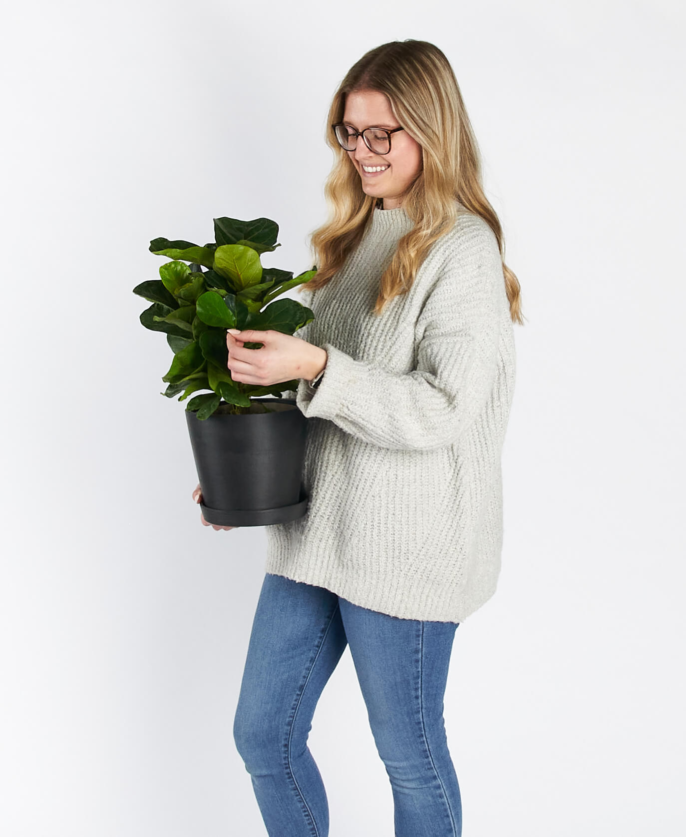 Buy Homeforest Potted Ficus Little Fiddle Buy Homeforest Potted Ficus Little Fiddle