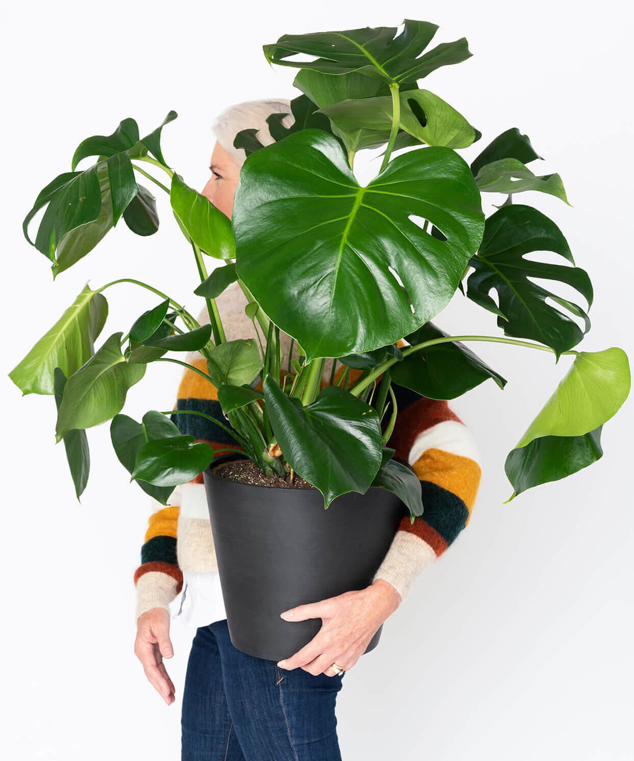 Bloomscape | Buy Potted Monstera Indoor Plant