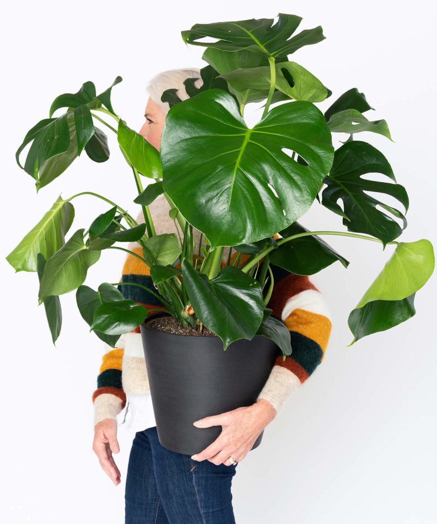 bloomscape_peopleplant_monstera-3_uncropped-e1582219163767-854x1024-2
