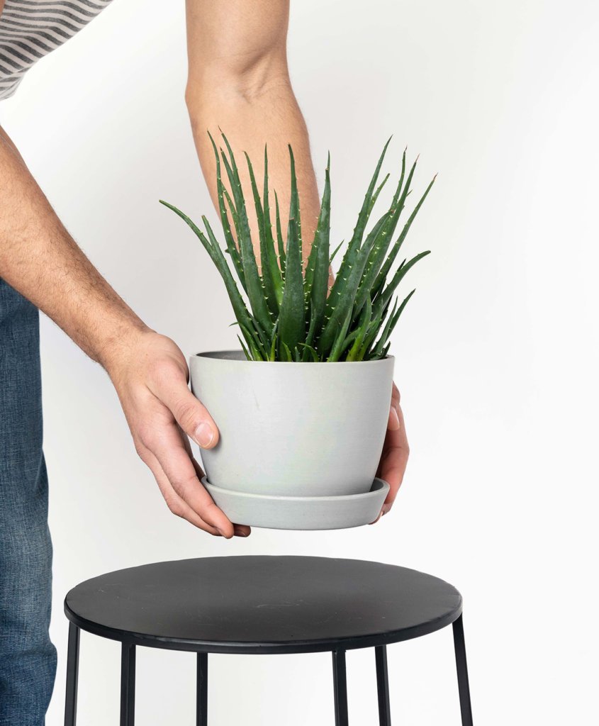 bloomscape_peopleplants-hedgehog-aloe-845x1024-2 Buy Potted Bloomscape Hedgehog Aloe Indoor Plant