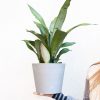 Buy Potted Bloomscape Moonshine Sansevieria Indoor Plant