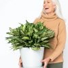 Buy Homeforest Potted Aglaonema Spring Snow