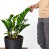 Buy Potted Bloomscape ZZ Plant