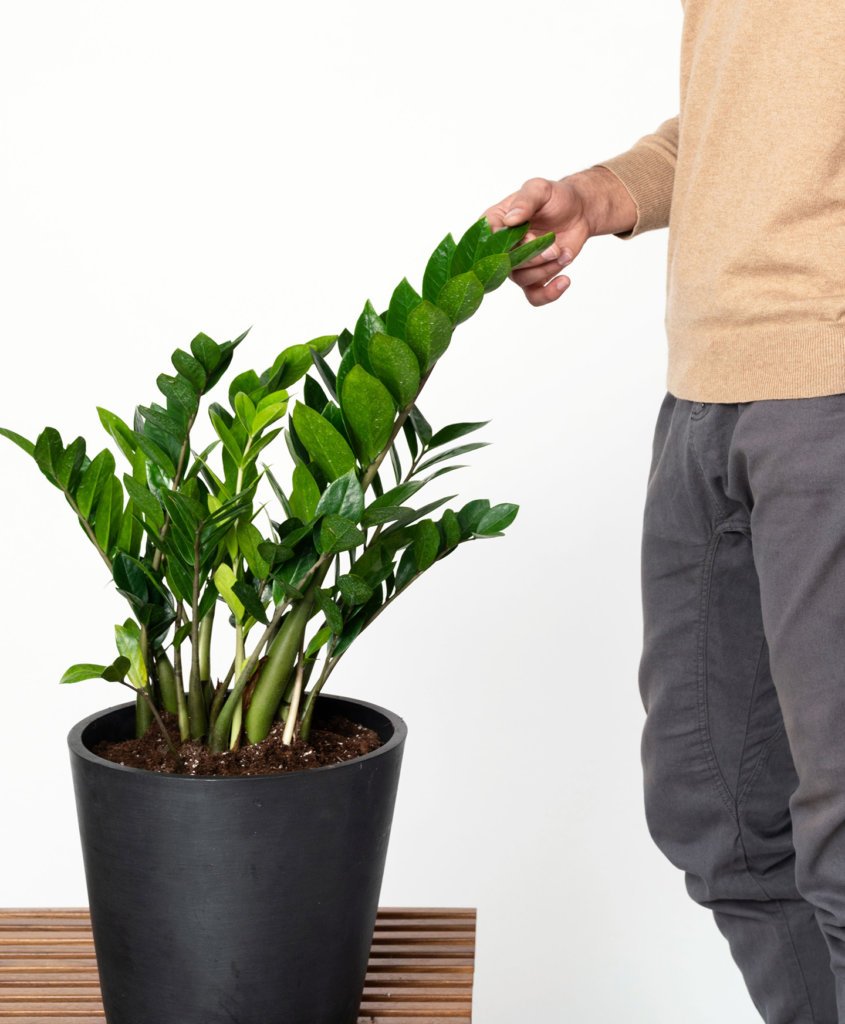 bloomscape_peopleplants-zz-plant-1-845x1024-2 Buy Potted Bloomscape ZZ Plant