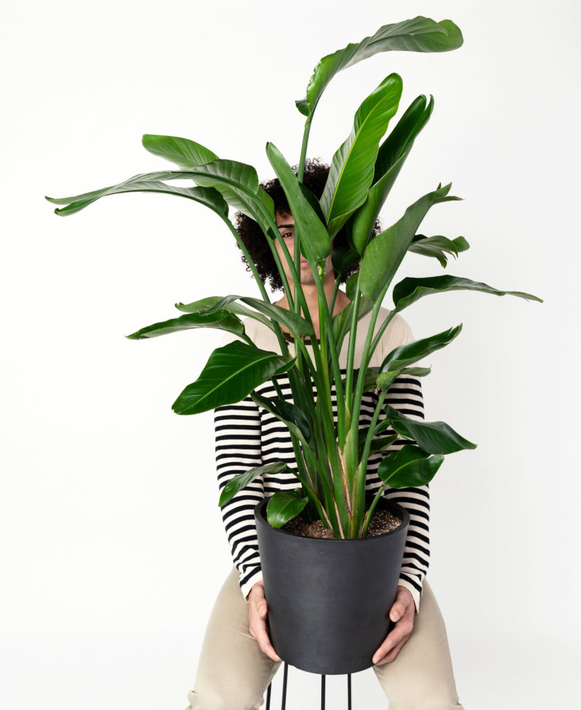 bloomscape_peopleplants_bird-of-paradise-839x1024-2 Bird of Paradise: Bloomscape