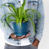 Buy Potted Bloomscape Bird's Nest Fern