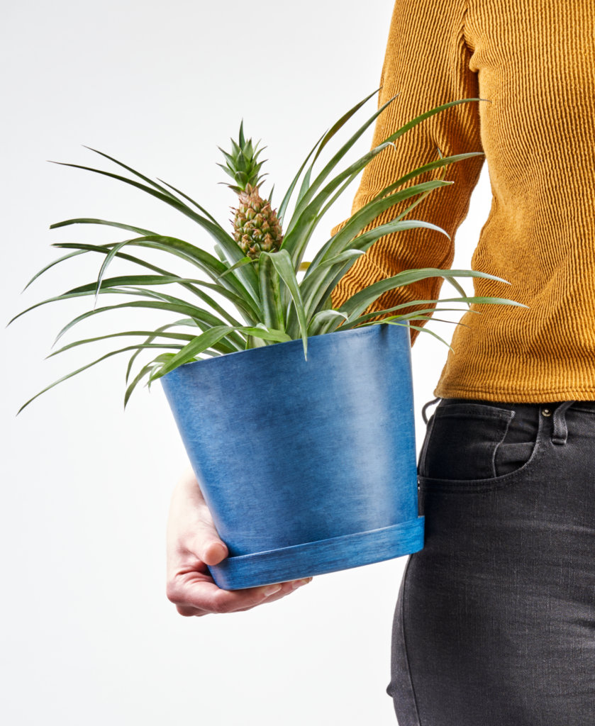 bloomscape_peopleplants_bromeliad-pineapple-839x1024-2 Buy Bloomscape Potted Bromeliad Pineapple