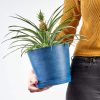 Buy Homeforest Potted Bromeliad Pineapple