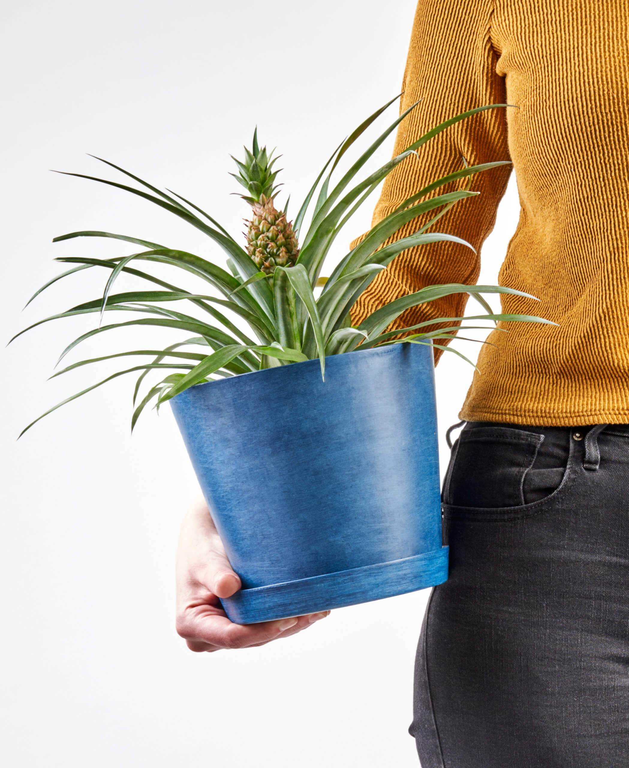 Buy Homeforest Potted Bromeliad Pineapple Buy Homeforest Potted Bromeliad Pineapple