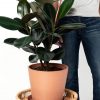 Buy Potted Bloomscape Burgundy Rubber Tree