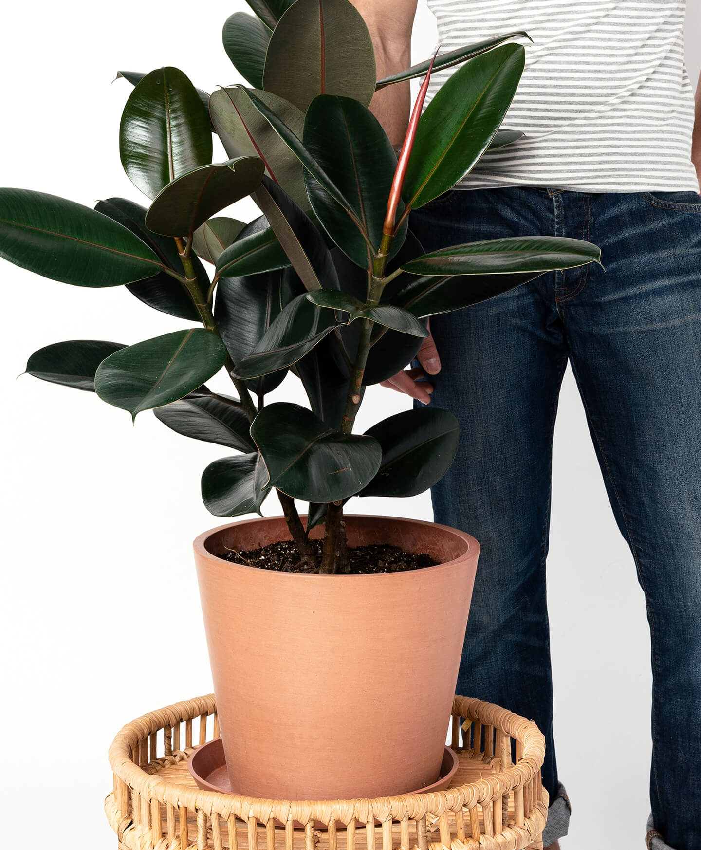 Buy Potted Bloomscape Burgundy Rubber Tree Buy Potted Bloomscape Burgundy Rubber Tree