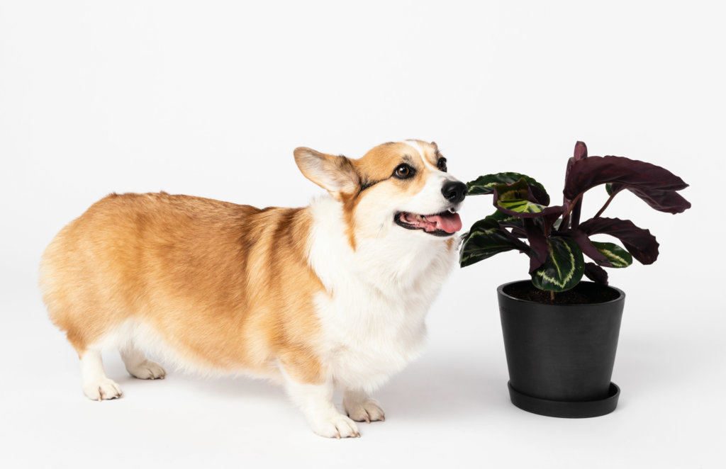 bloomscape_peopleplants_calathea-medallion-e1572536051880-1024x662-2 bloomscape safe plants for cats and dogs
