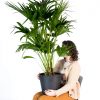 Buy Homeforest Potted Chinese Fan Palm