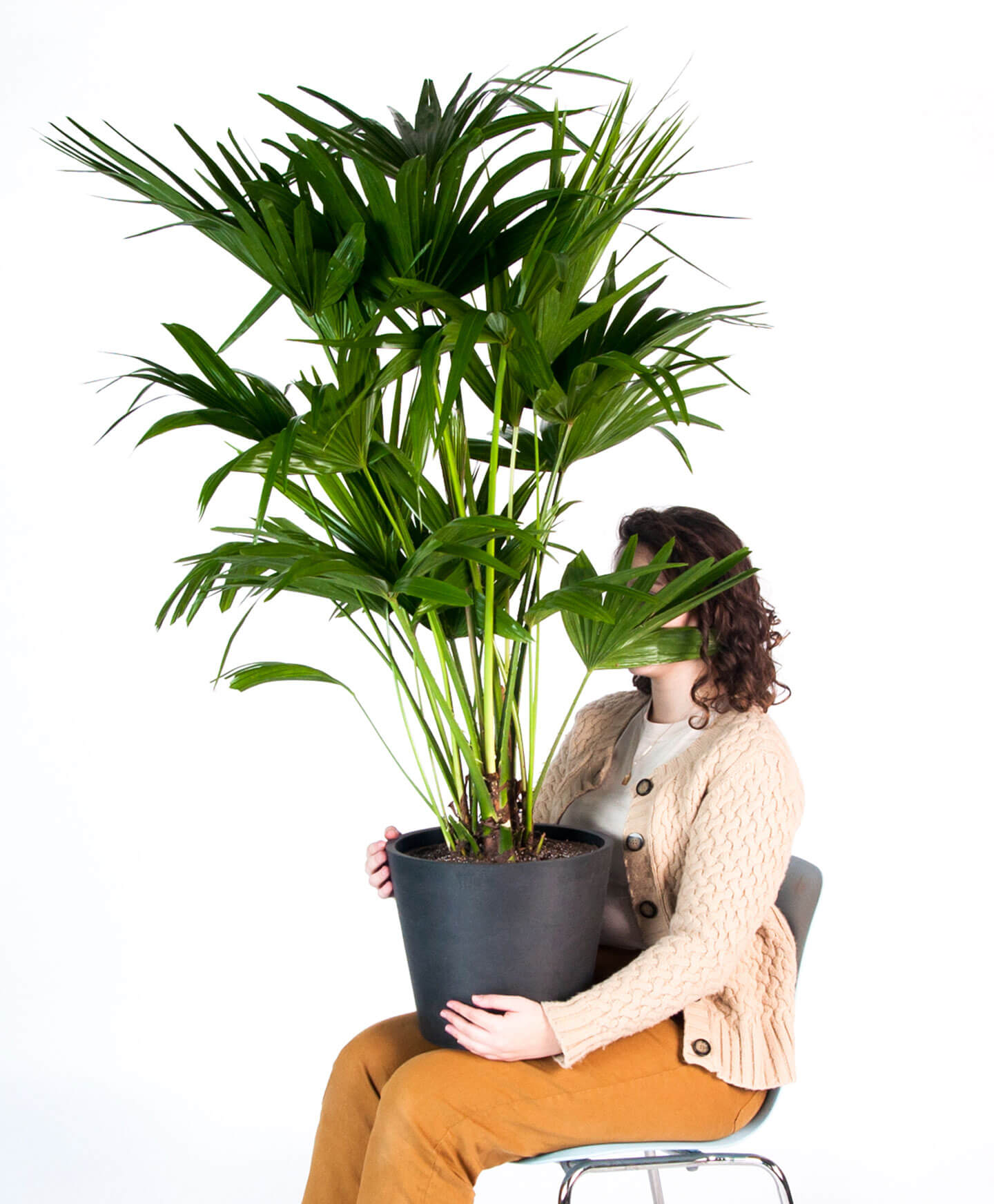 Buy Homeforest Potted Chinese Fan Palm Buy Homeforest Potted Chinese Fan Palm