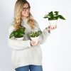 Buy Homeforest Potted Pothos Collection