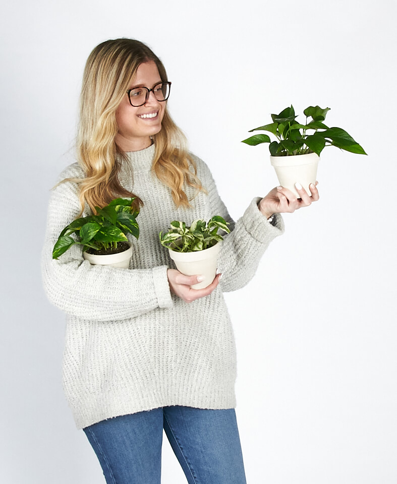 Buy Homeforest Potted Pothos Collection Buy Homeforest Potted Pothos Collection