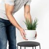 Hedgehog Aloe: Bloomscape