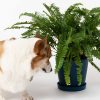 Buy Homeforest Potted Kimberly Queen Fern
