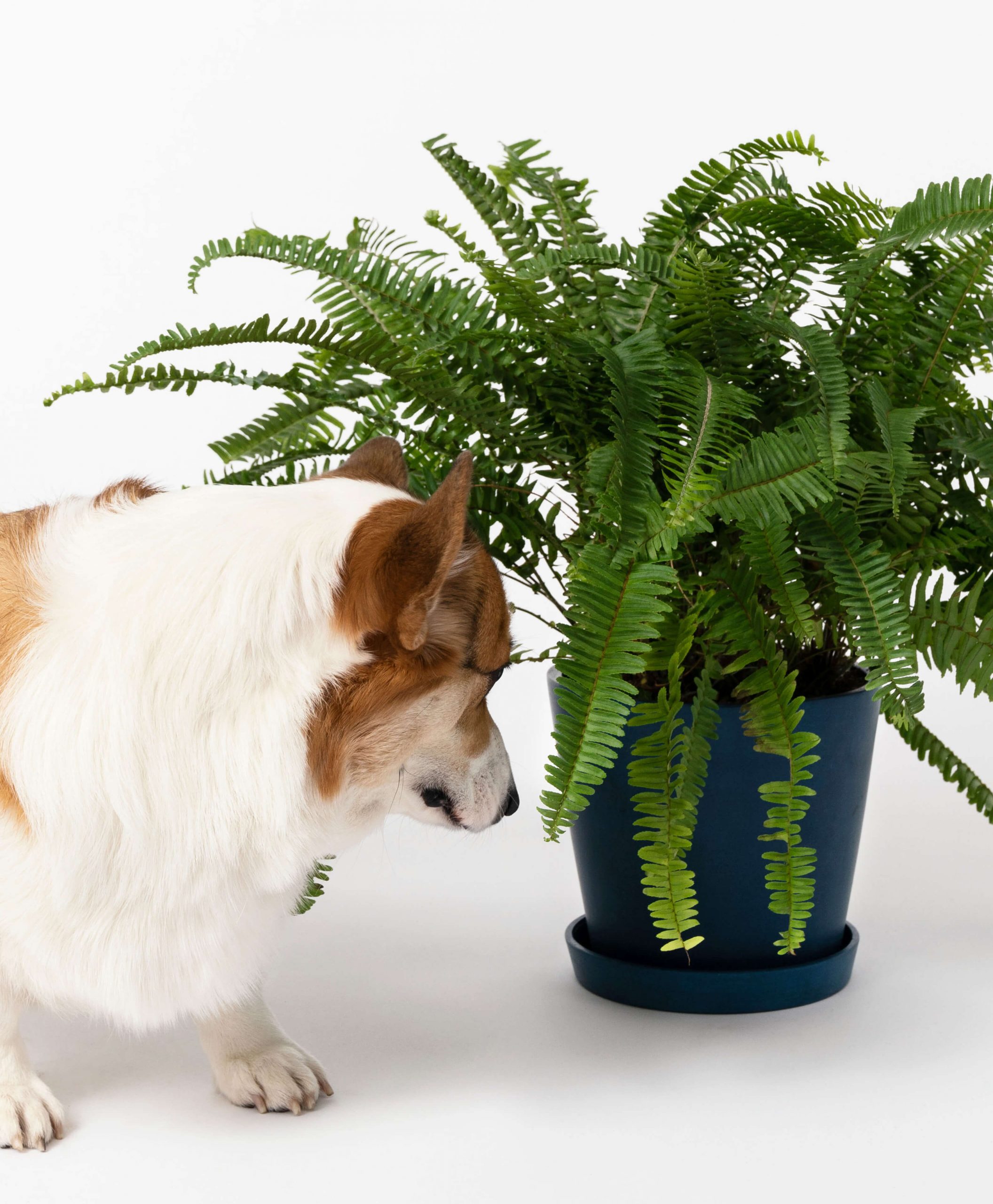 Buy Homeforest Potted Kimberly Queen Fern Buy Homeforest Potted Kimberly Queen Fern