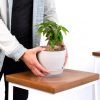 Buy Homeforest Potted Mini Money Tree