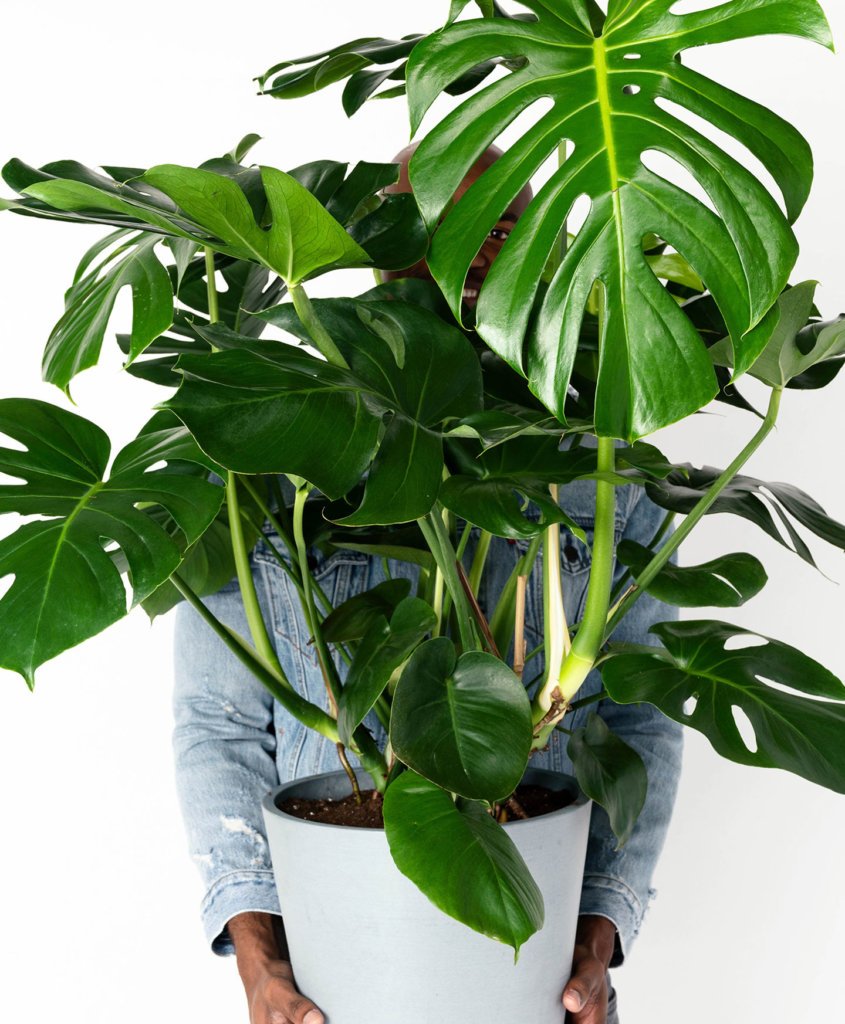 bloomscape_peopleplants_monstera-845x1024-2 Buy Potted Bloomscape Monstera Indoor Plant