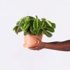 Buy Homeforest Potted Neon Prayer Plant
