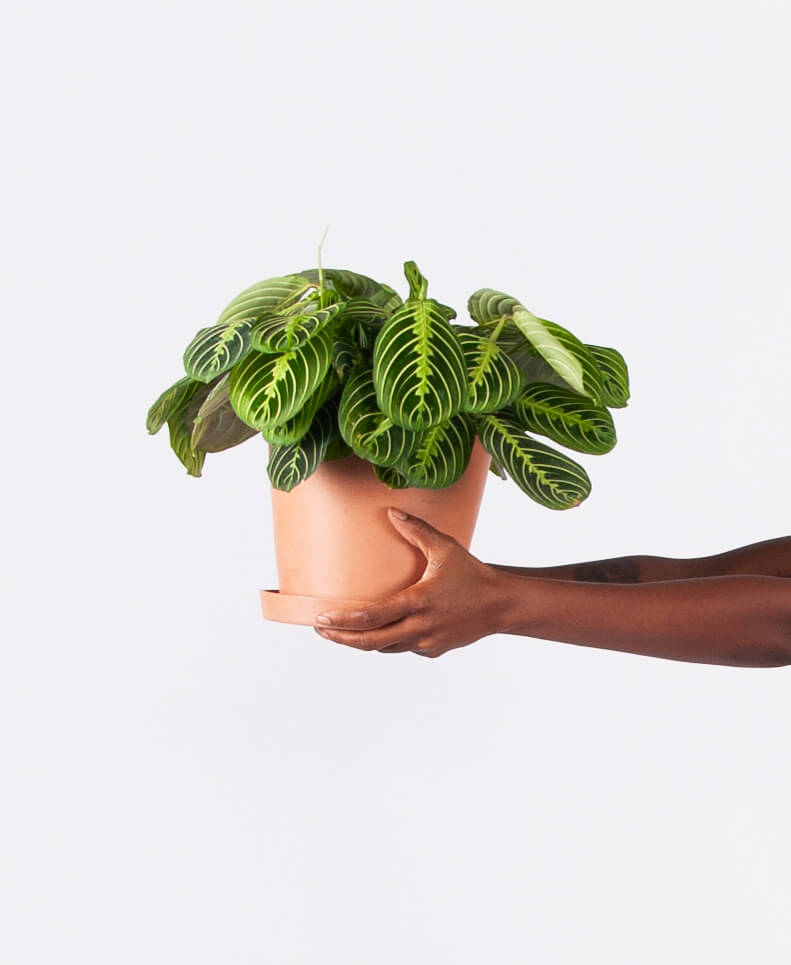Buy Homeforest Potted Neon Prayer Plantbloomscape_people+plants_neon-prayer-plant_crop Buy Homeforest Potted Neon Prayer Plant