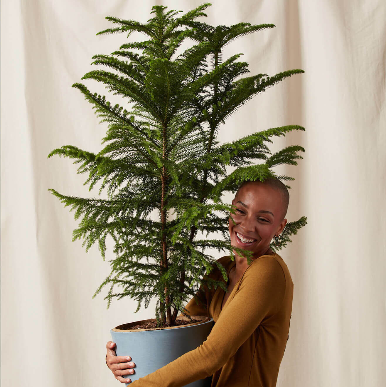 Buy Bloomscape Potted Norfolk Pine