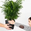 Buy Potted Bloomscape Parlor Palm Indoor Plant