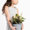 Buy Potted Bloomscape Peperomia Ginny