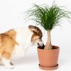 Buy Potted Bloomscape Ponytail Palm Indoor Plant