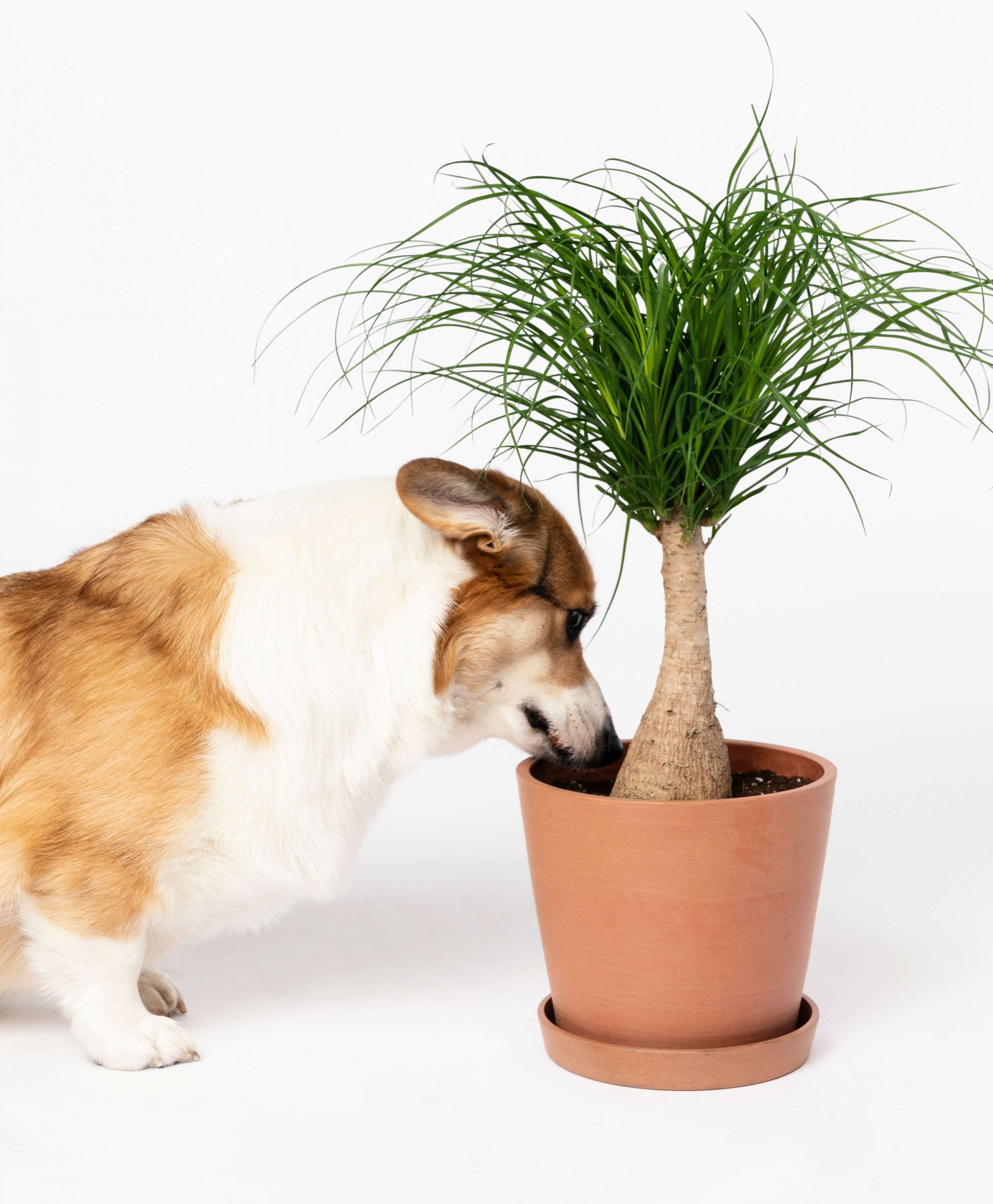 Buy Potted Bloomscape Ponytail Palm Indoor Plant Buy Potted Bloomscape Ponytail Palm Indoor Plant