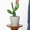 Buy Potted Bloomscape Prickly Pear Cactus Indoor Plant