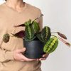 Buy Potted Bloomscape Red Prayer Plant Indoor Plant