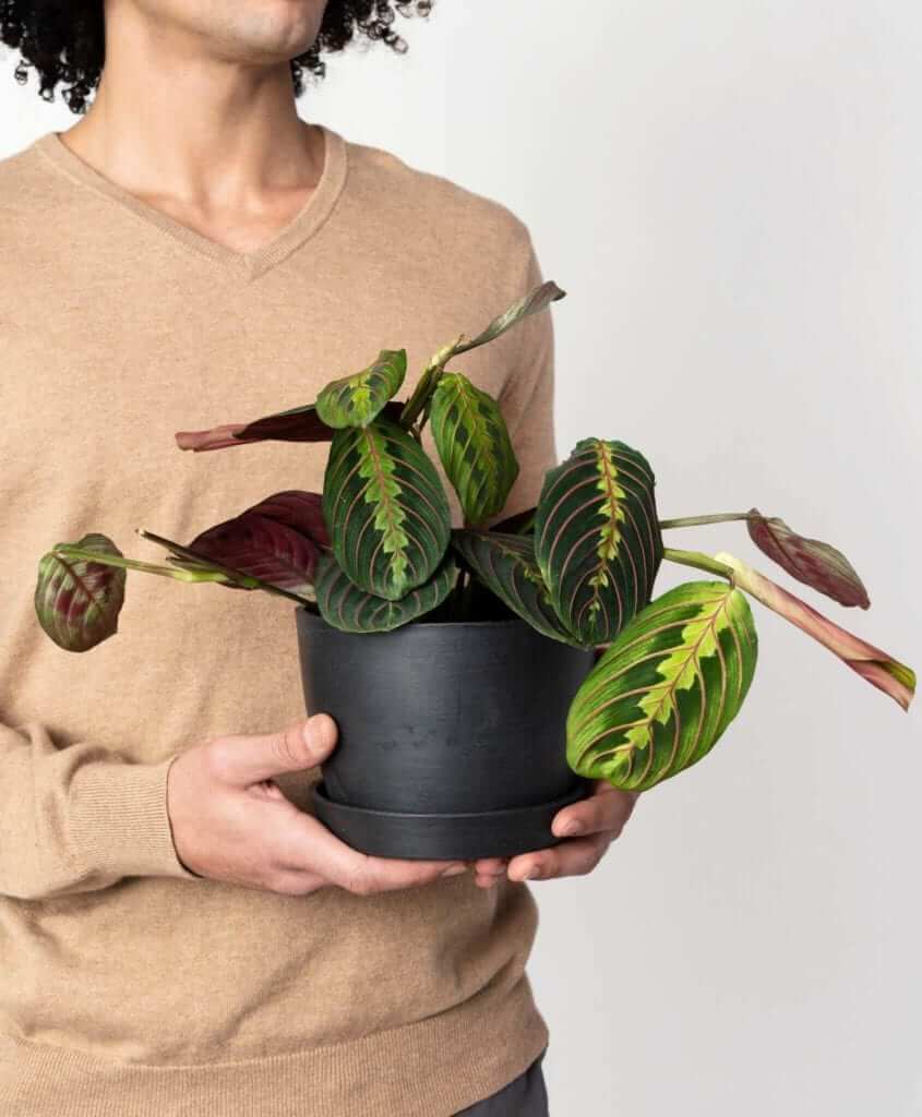 bloomscape_peopleplants_red-prayer-plant-845x1024-2 Buy Potted Bloomscape Red Prayer Plant