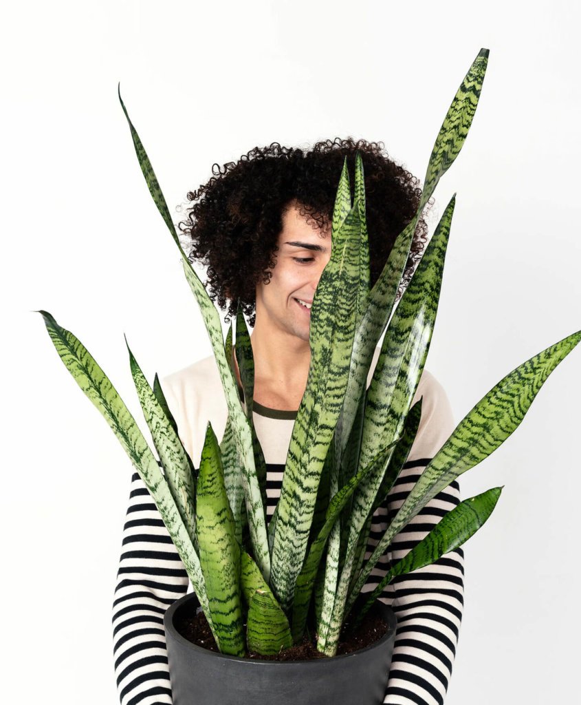bloomscape_peopleplants_sansevieria-1-1-845x1024-2 Buy Potted Sansevieria Plant, Bloomscape
